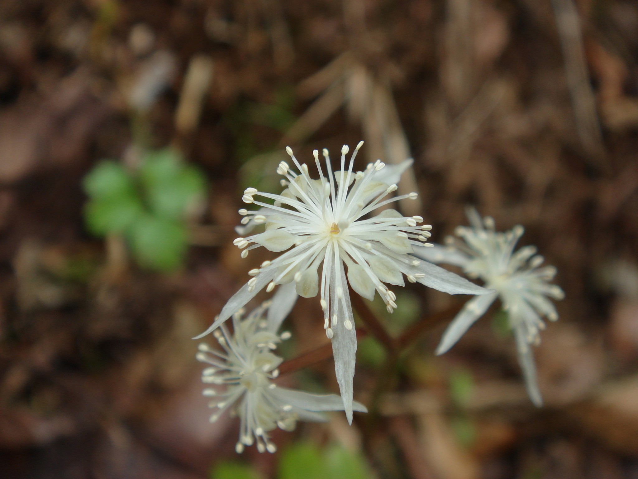 Coptis Japonica (Thunberg) Makino